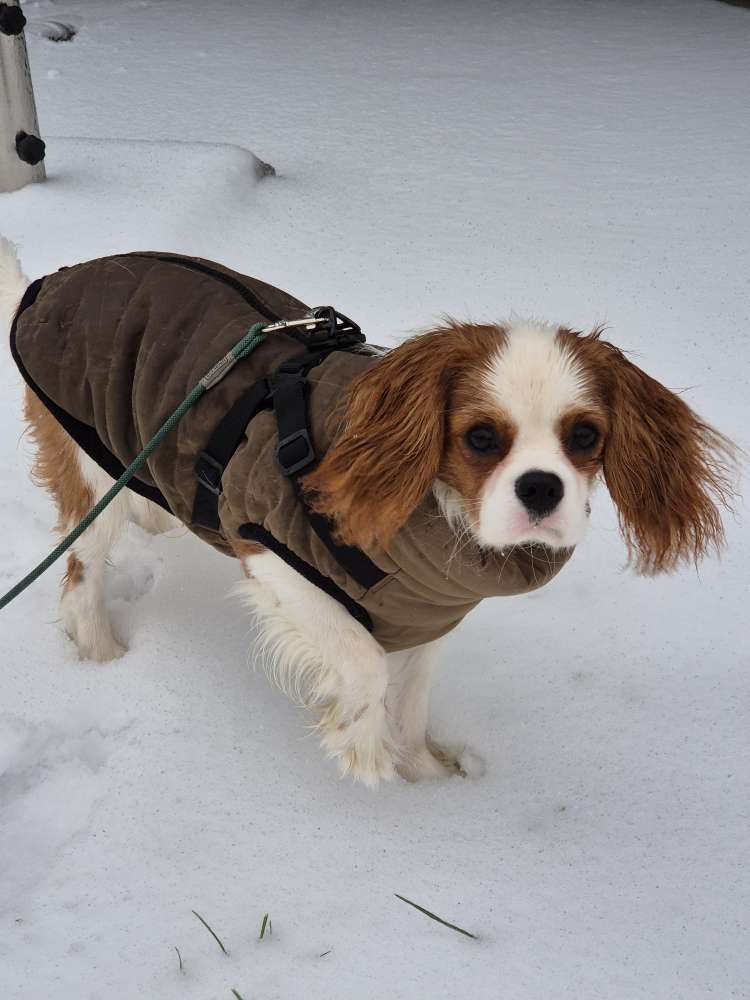 Hundetreffen-Junghund sucht soziale Kontakte zum Spielen, Trainieren und Toben-Profilbild