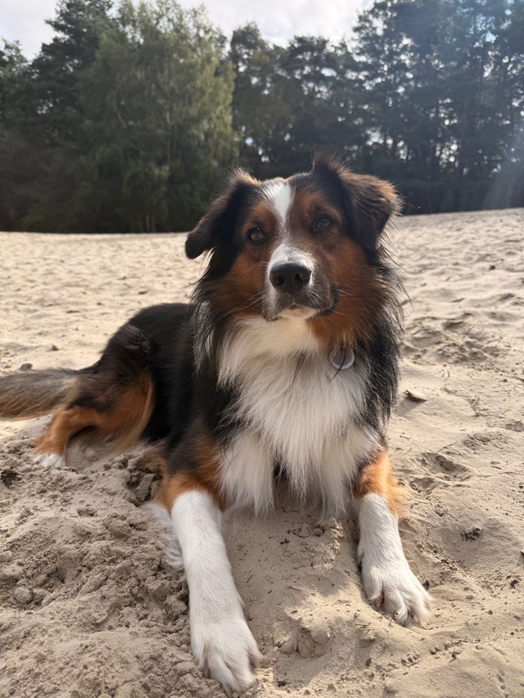Hundetreffen-Spielen,Üben,Spazieren-Profilbild
