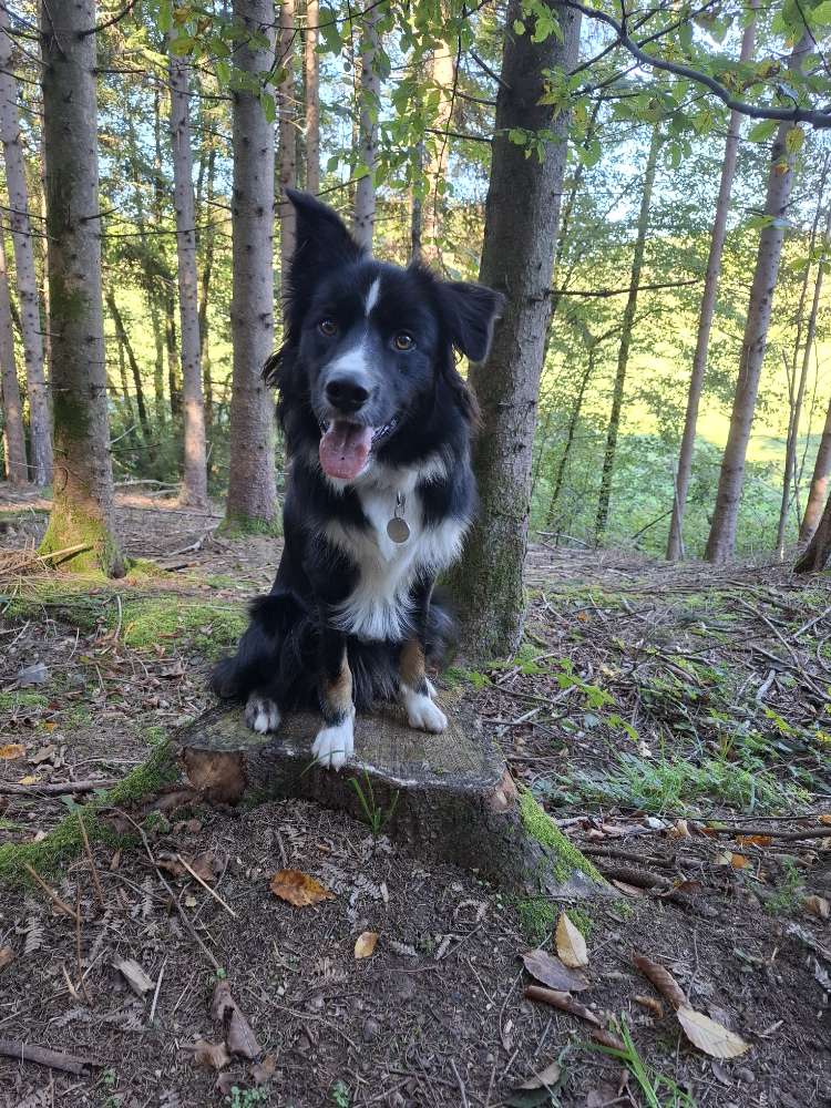 Hundetreffen-Sozial Walk / Spielkameraden-Profilbild