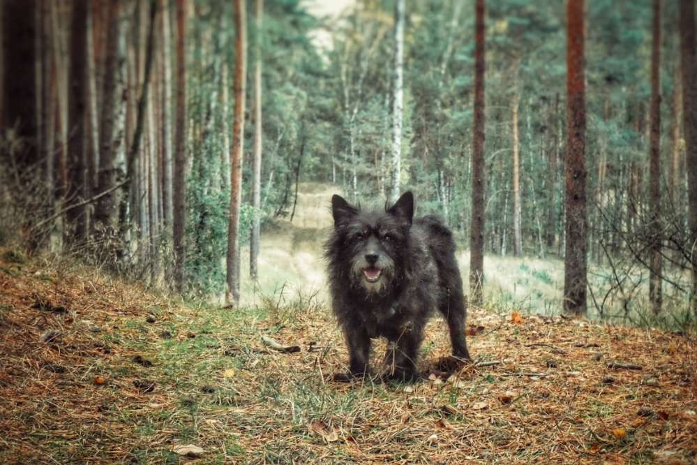 Hundetreffen-Wanderpforte-Profilbild