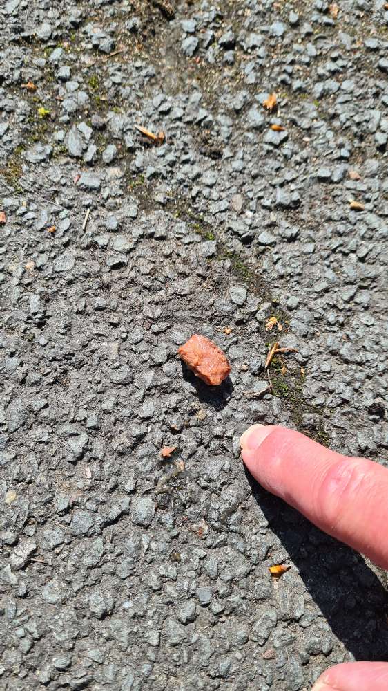 Giftköder-Möglicher Giftköder-Profilbild