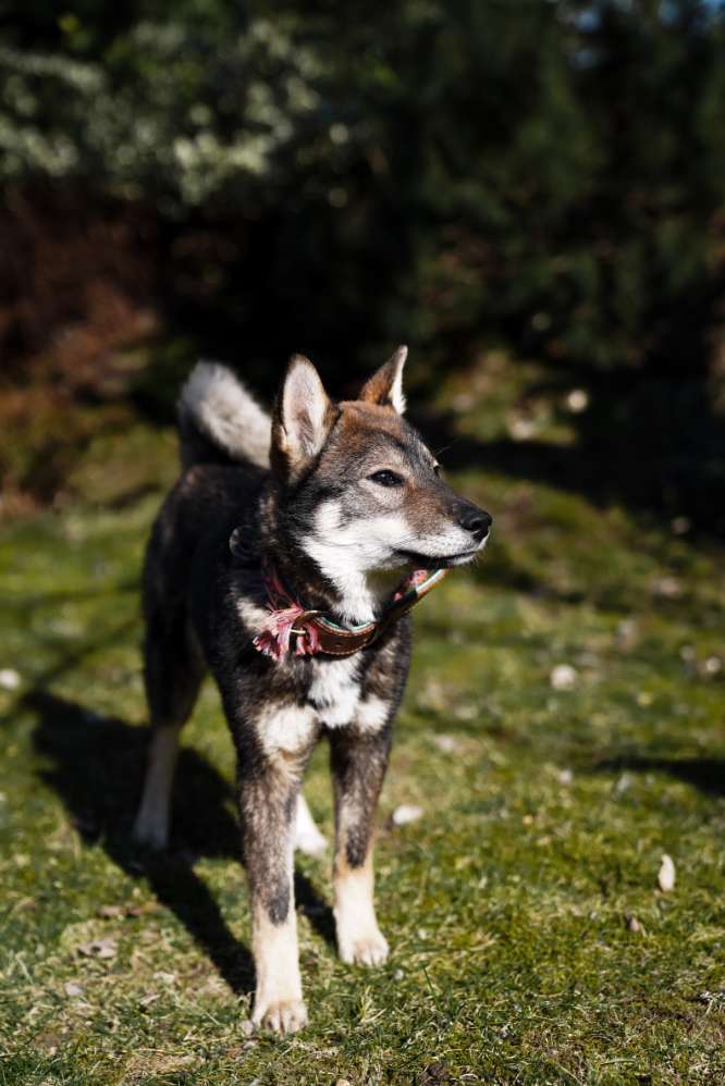 Hundetreffen-Neue Hundefreunde gesucht 😊-Profilbild