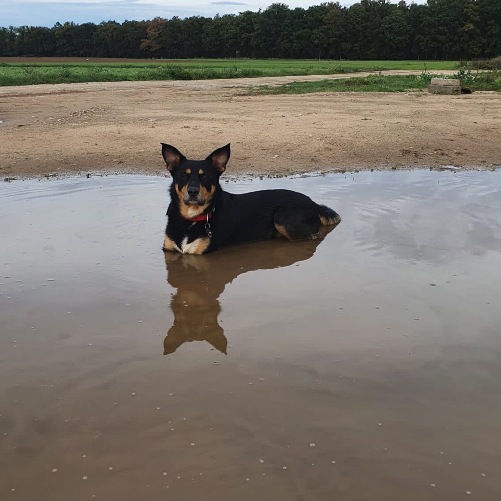 Hundetreffen-Gemeinsam Gassi gehen, zum Spielen treffen-Profilbild