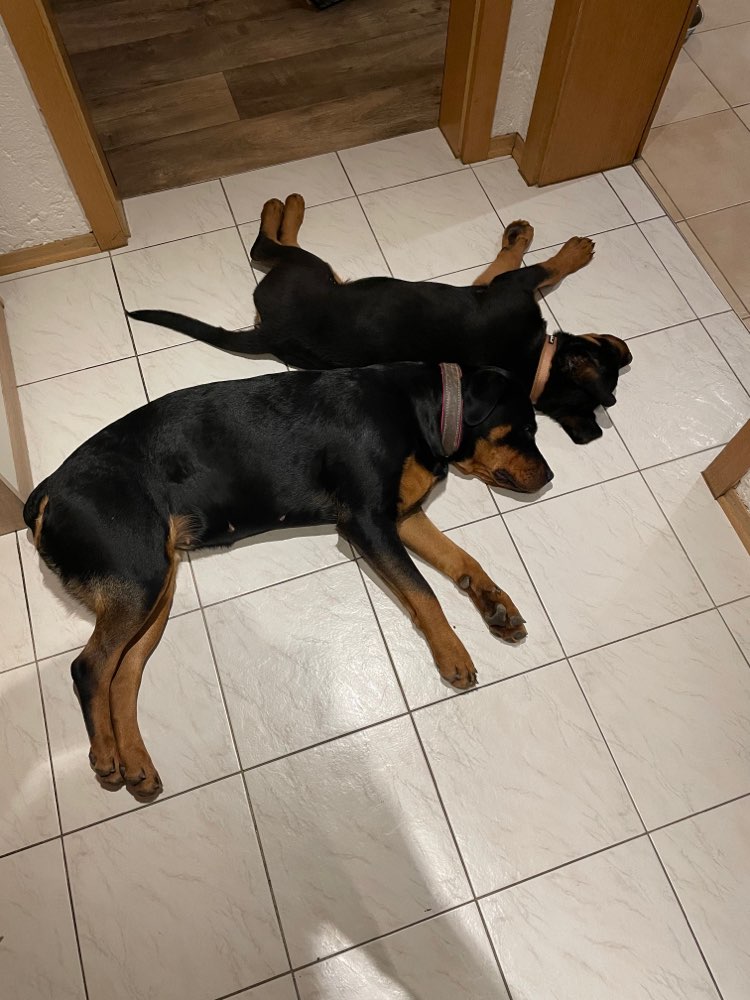 Hundetreffen-Spielkameraden mit den 2rottis-Profilbild