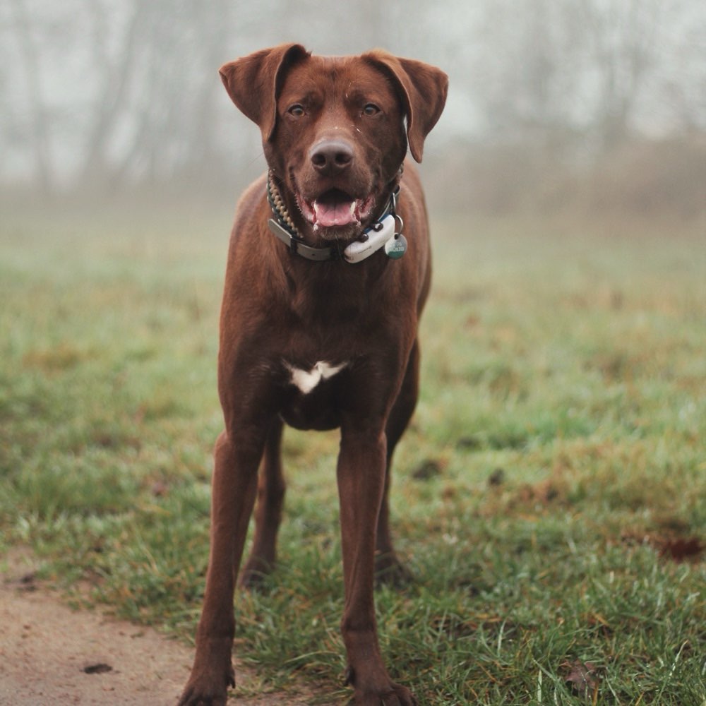 Hundetreffen-Gemeinsame Gassirunden mit Kontakt im Freilauf-Profilbild
