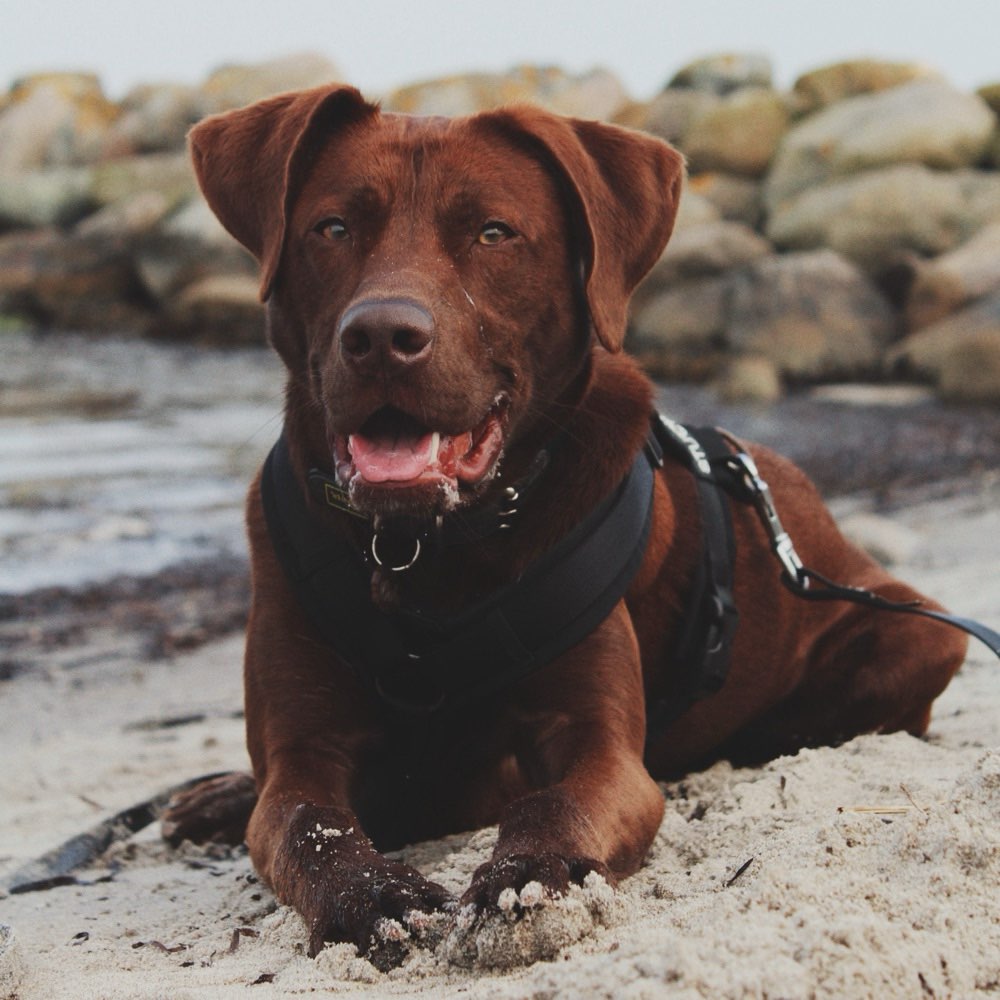 Hundetreffen-Gemeinsame Gassirunden mit Kontakt im Freilauf-Profilbild