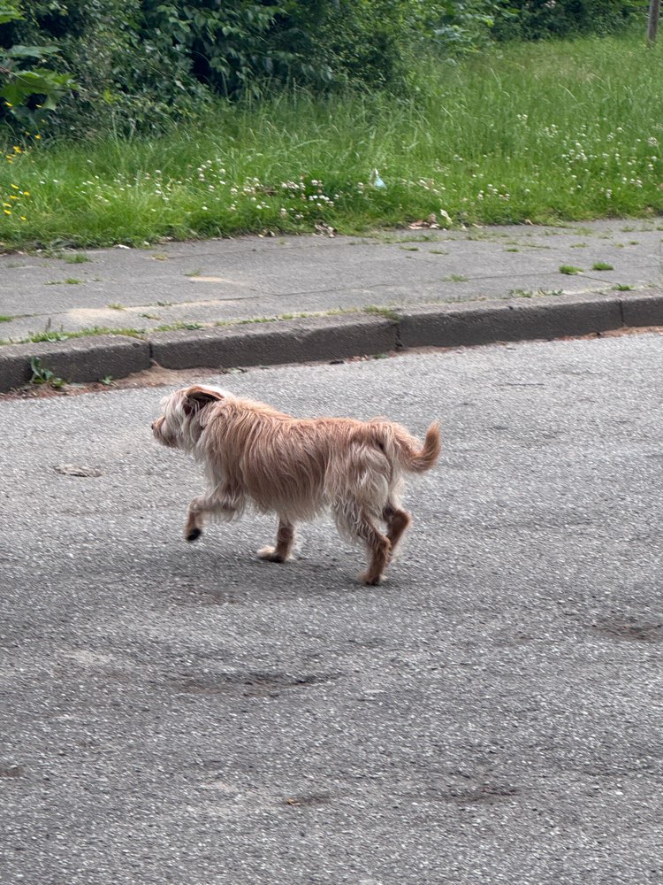 Giftköder-Hund gefunden-Profilbild