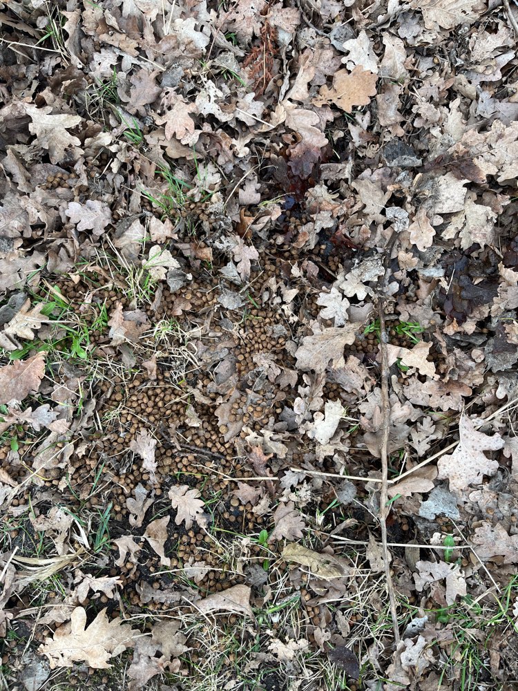 Giftköder-Trockenfutter eventuell Giftköder-Profilbild