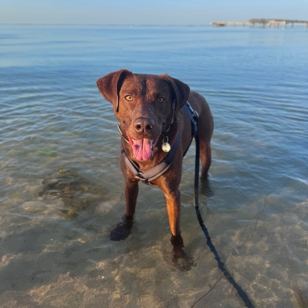 Hundetreffen-Gemeinsame Gassirunden mit Kontakt im Freilauf-Profilbild