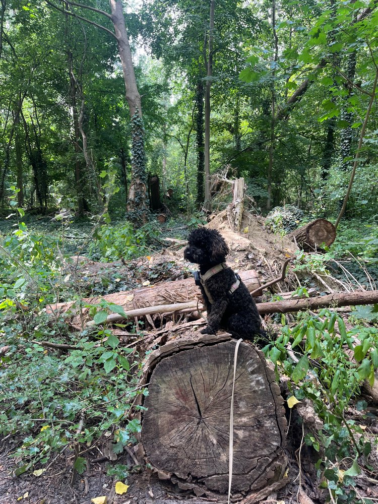 Hundetreffen-Hundefreunde gesucht-Profilbild