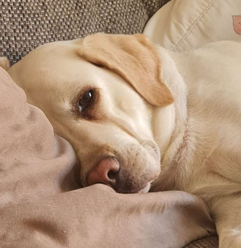 Giftköder-Möglicher Giftköder-Profilbild