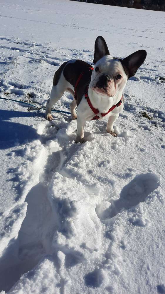 Hundetreffen-Hundetreffen-Profilbild