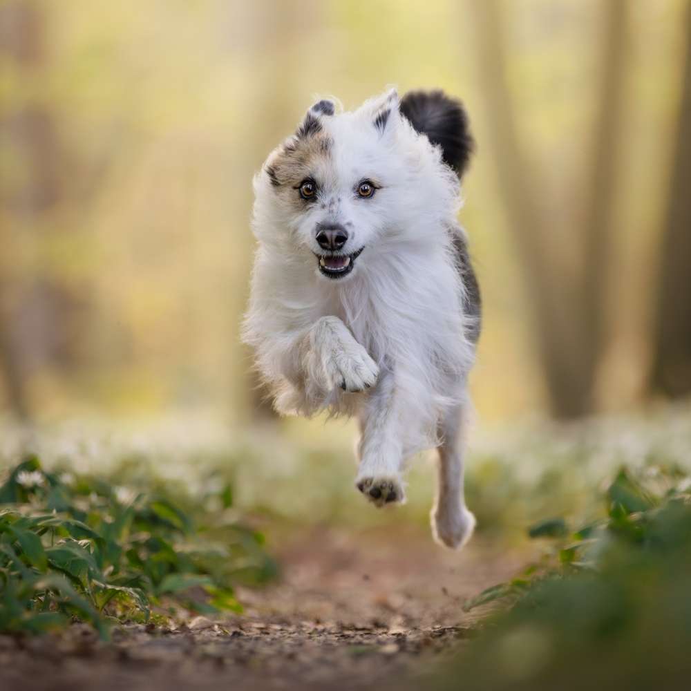 Hundetreffen-Trainingsspaziergang-Profilbild