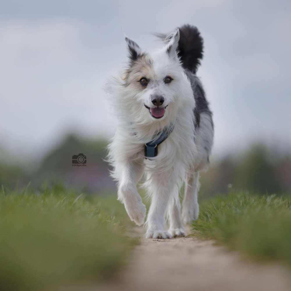 Hundetreffen-Trainingsspaziergang-Profilbild