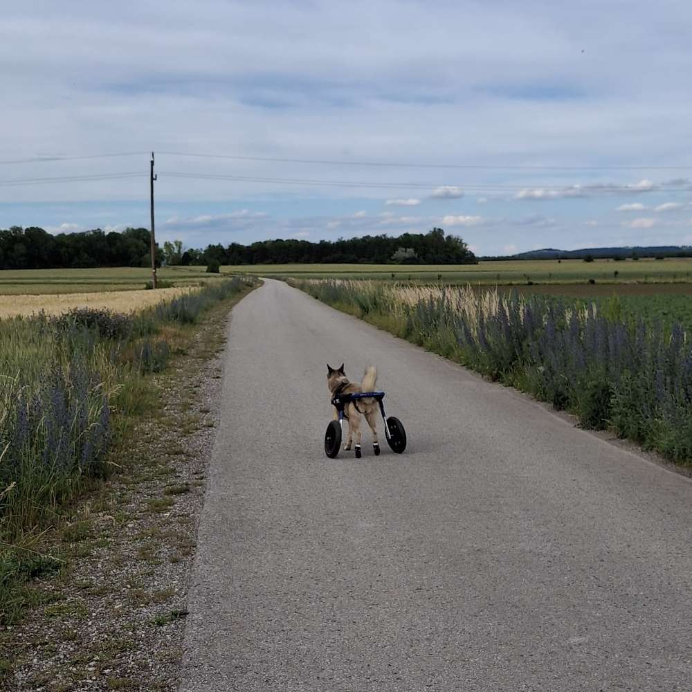 Hundetreffen-Austausch, Spiel- & Spaziergeh-Treffen mit Rolli Hund-Profilbild