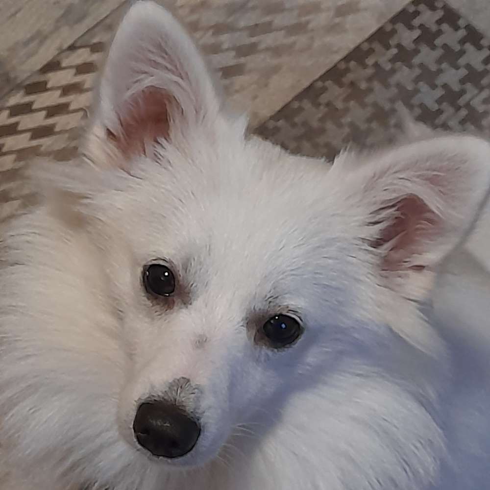 Hundetreffen-Junghund-Profilbild