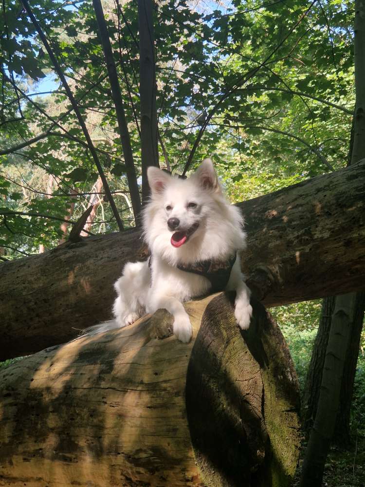 Hundetreffen-Wir sind auf der Suche nach neuen Hunde Freunde für uns Flocki.-Profilbild