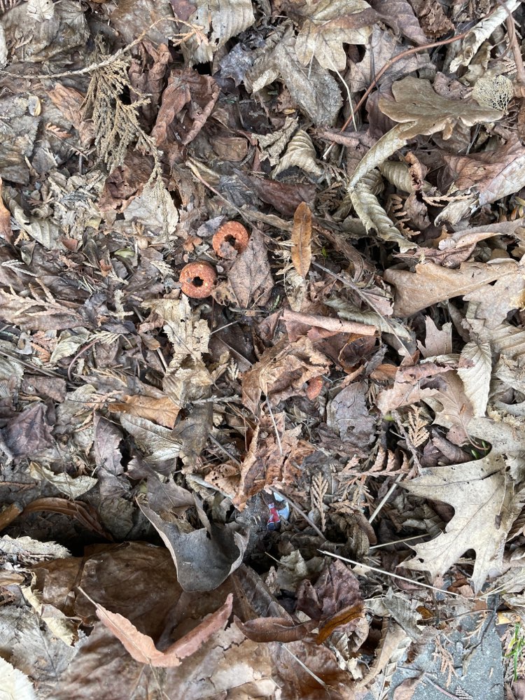 Giftköder-Leckerlies im Laub-Profilbild