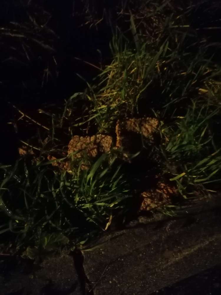 Giftköder-Vielleicht Giftkoeder-Profilbild