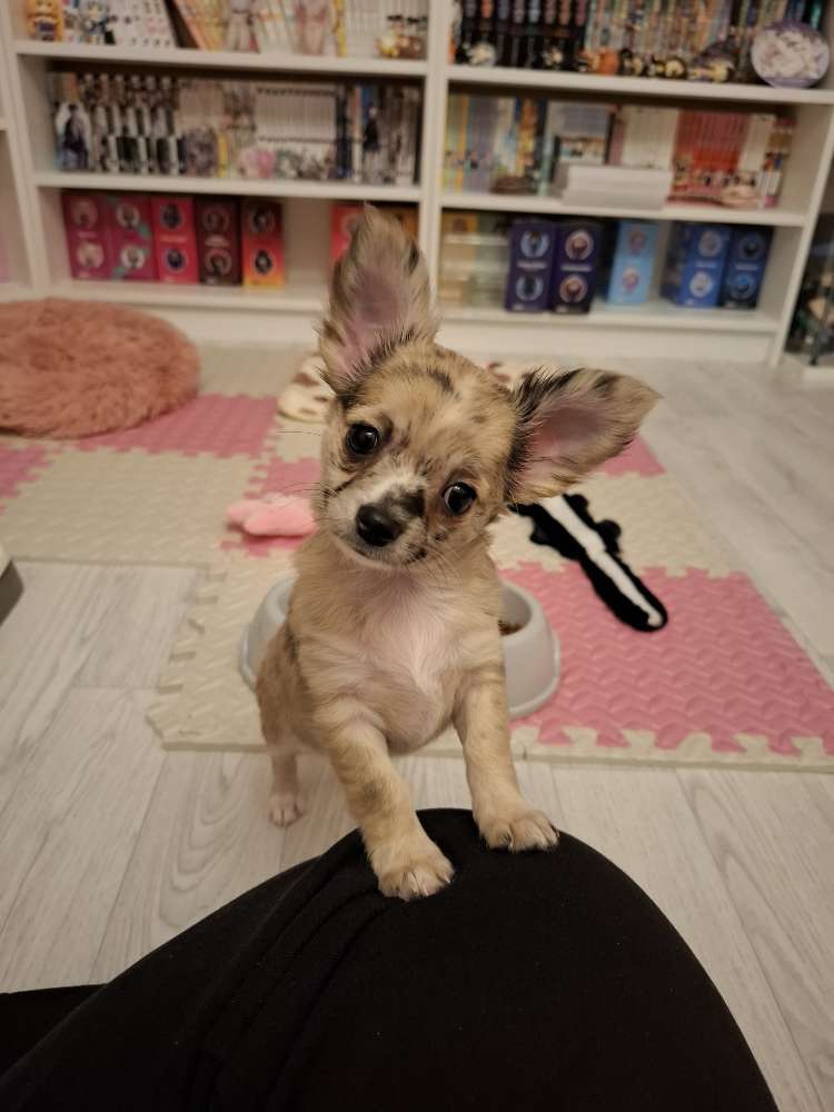 Hundetreffen-Dottie sucht Spielkameraden-Profilbild