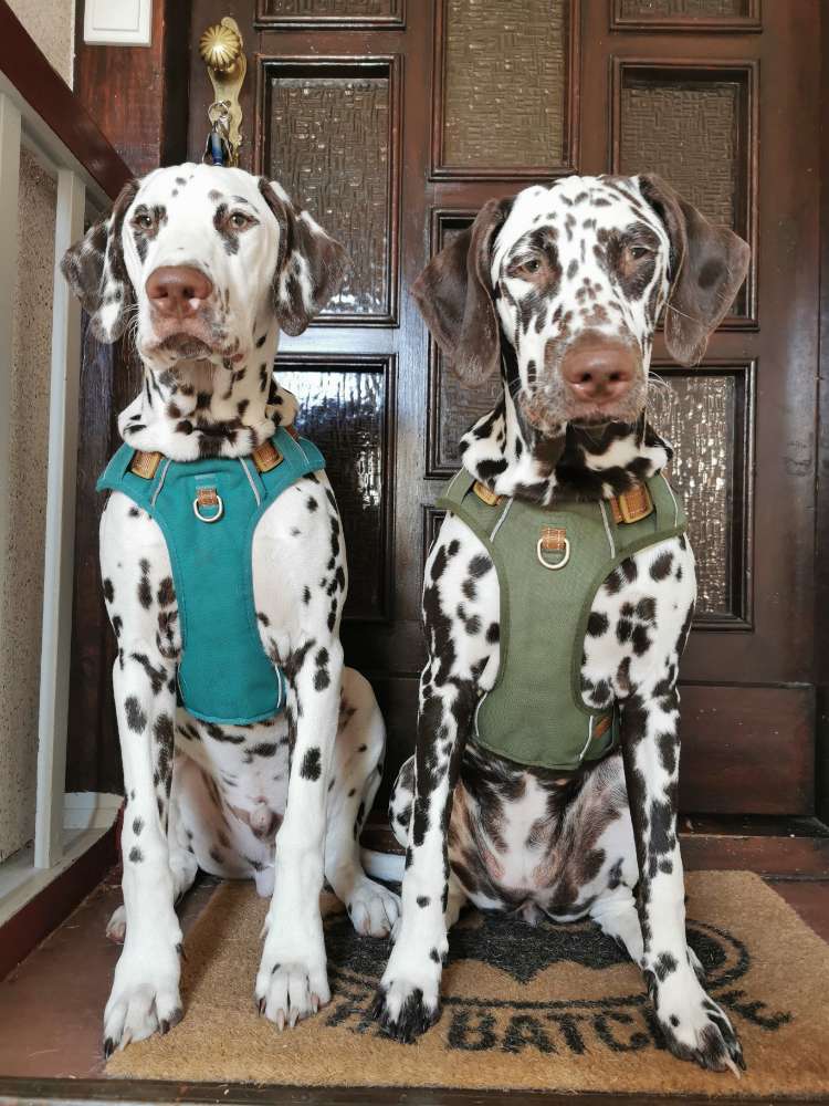 Hundetreffen-Treffen mit Junghund-Profilbild