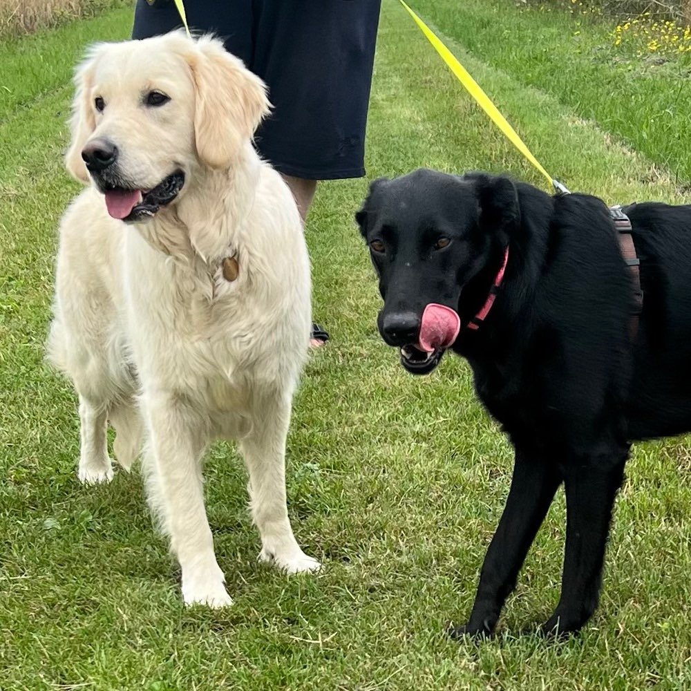 Hundetreffen-Spieledate und Spaziergänge-Profilbild