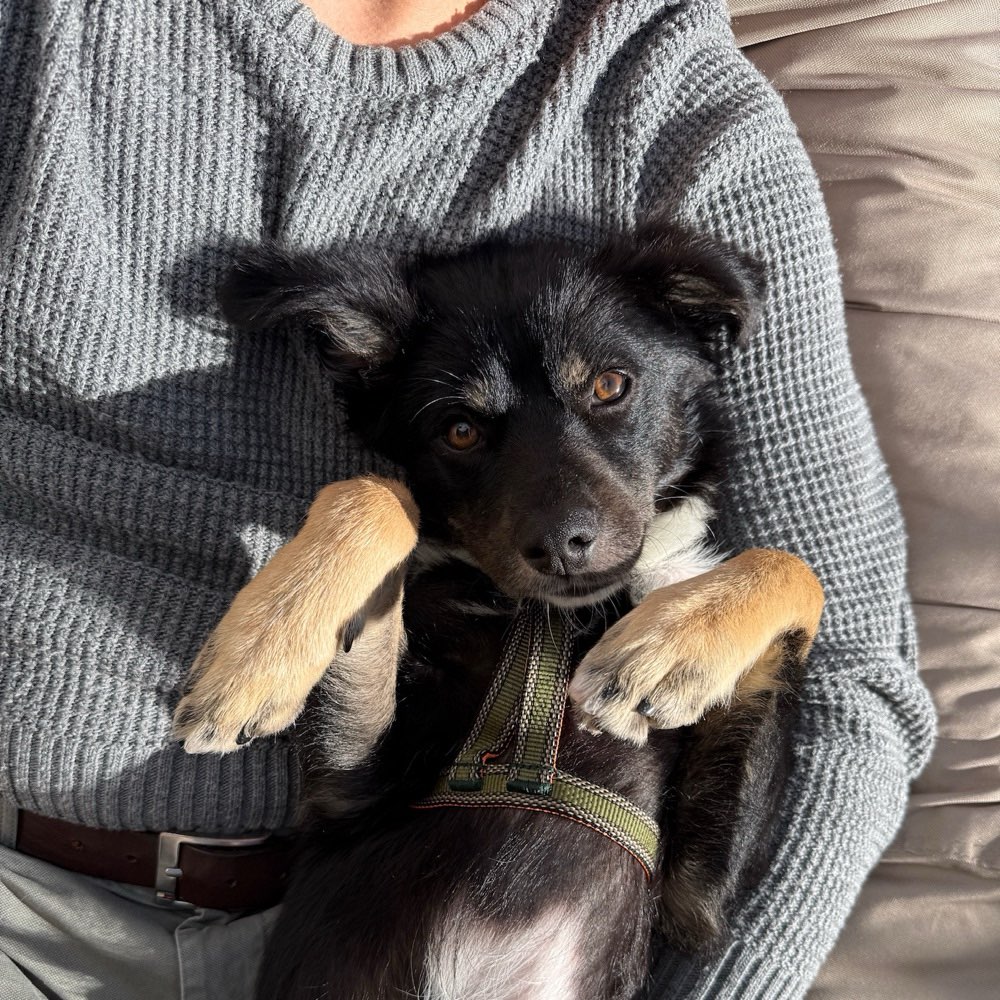 Hundetreffen-Hundekontakt für unseren Pflegehund gesucht :)-Profilbild