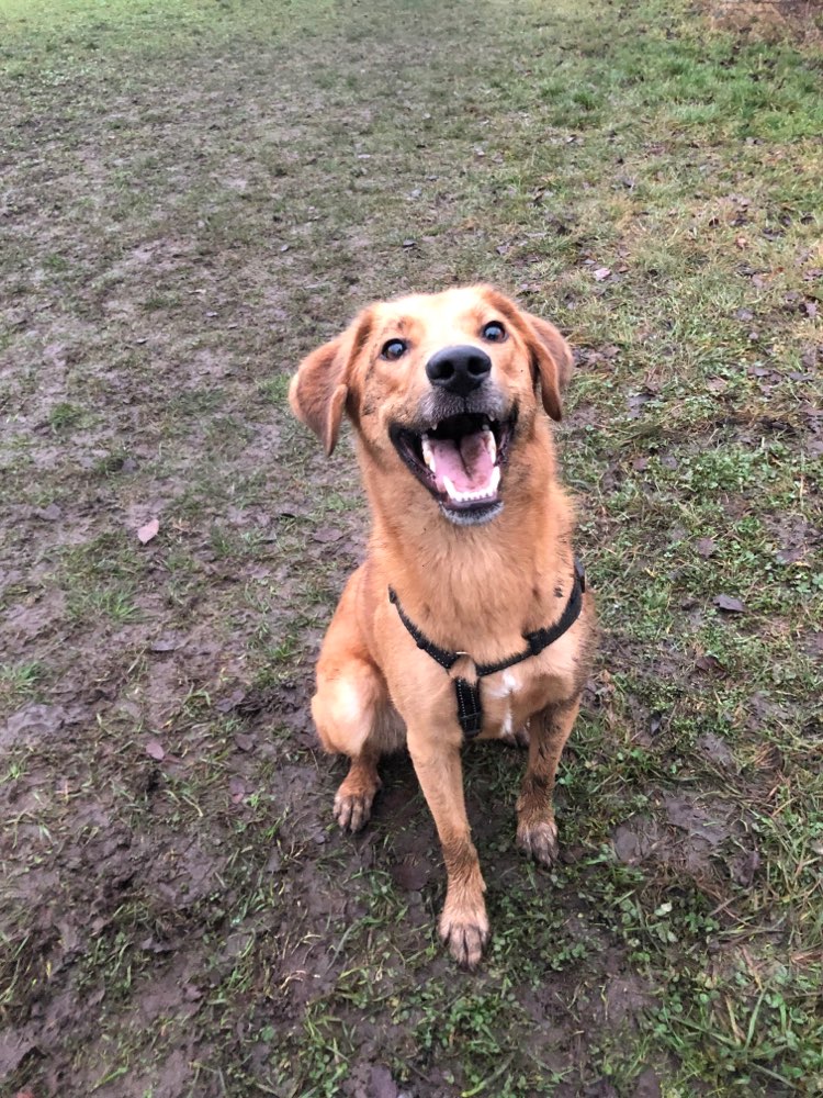 Hundetreffen-Gassirunde / Spielrunde / Social Walk-Profilbild