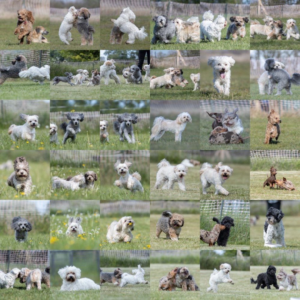 Hundetreffen-Dreyer Zwergentreff-Profilbild