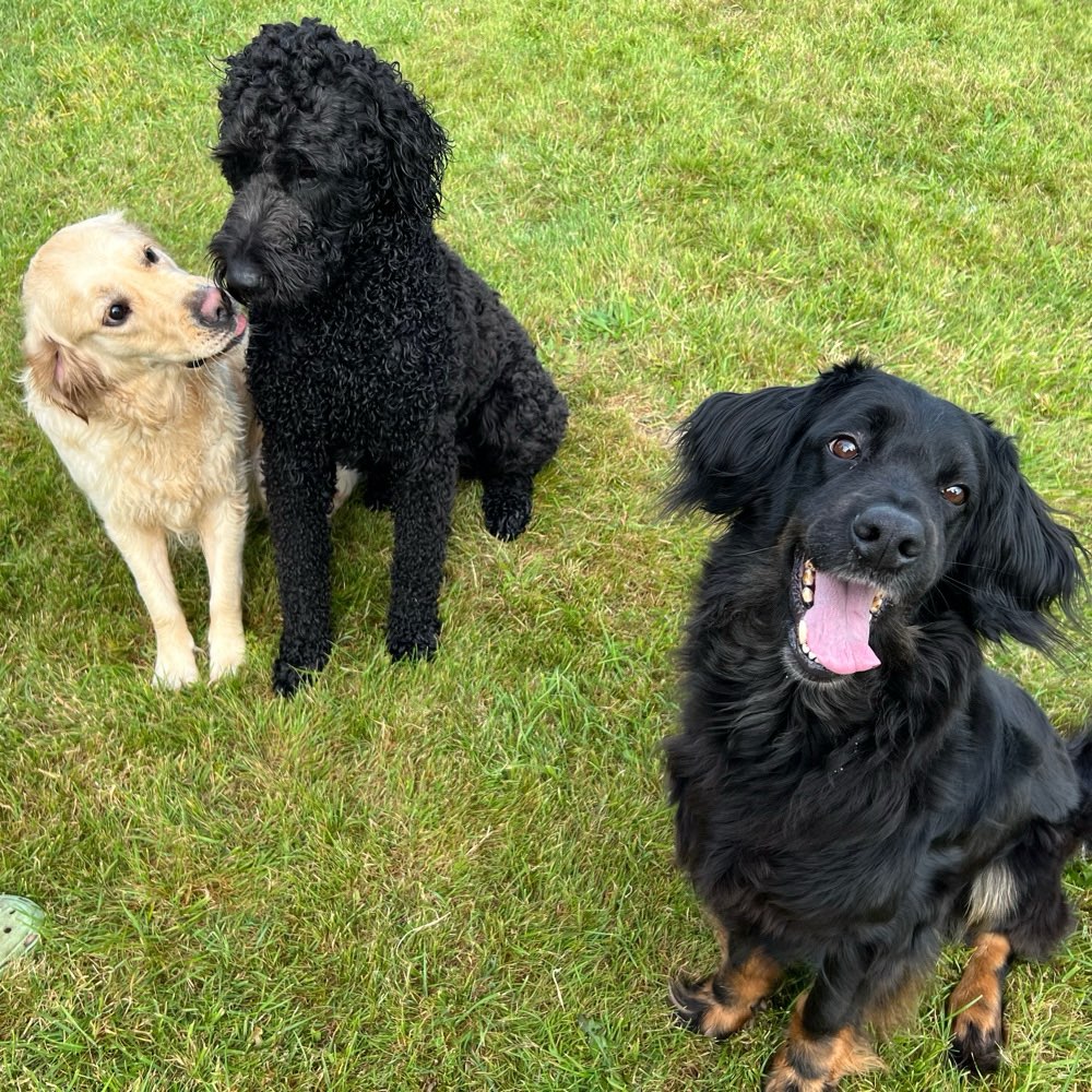 Hundetreffen-Treffen für größere Hunde-Profilbild