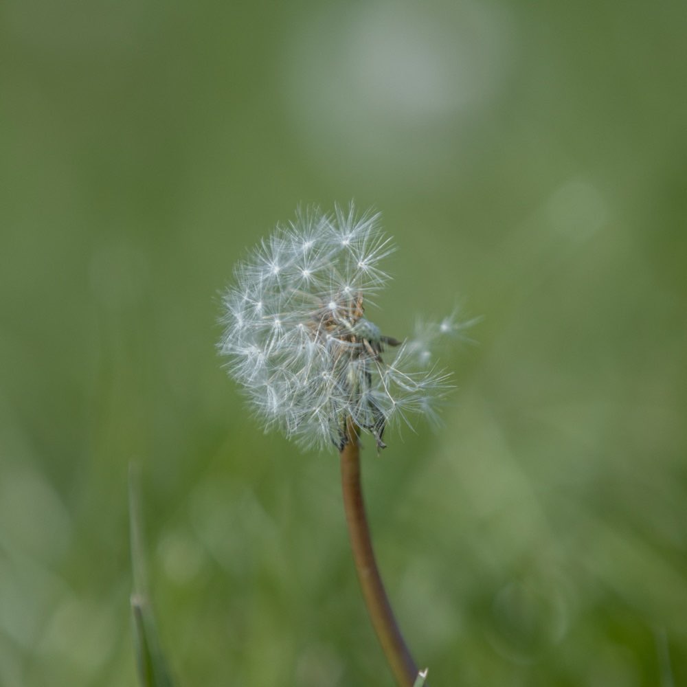 Hundetreffen-Treffen für mittelgroße Hunde-Profilbild