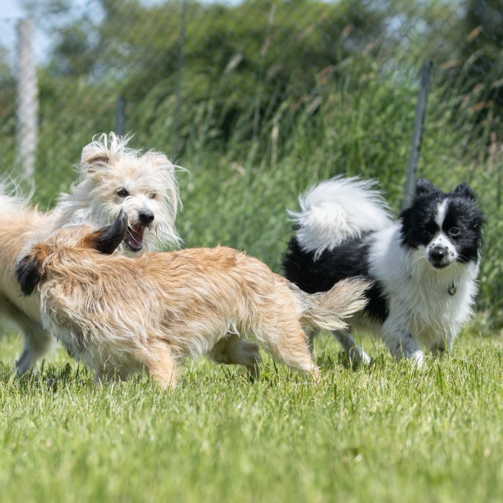 Hundetreffen-Treffen für mittelgroße Hunde-Profilbild