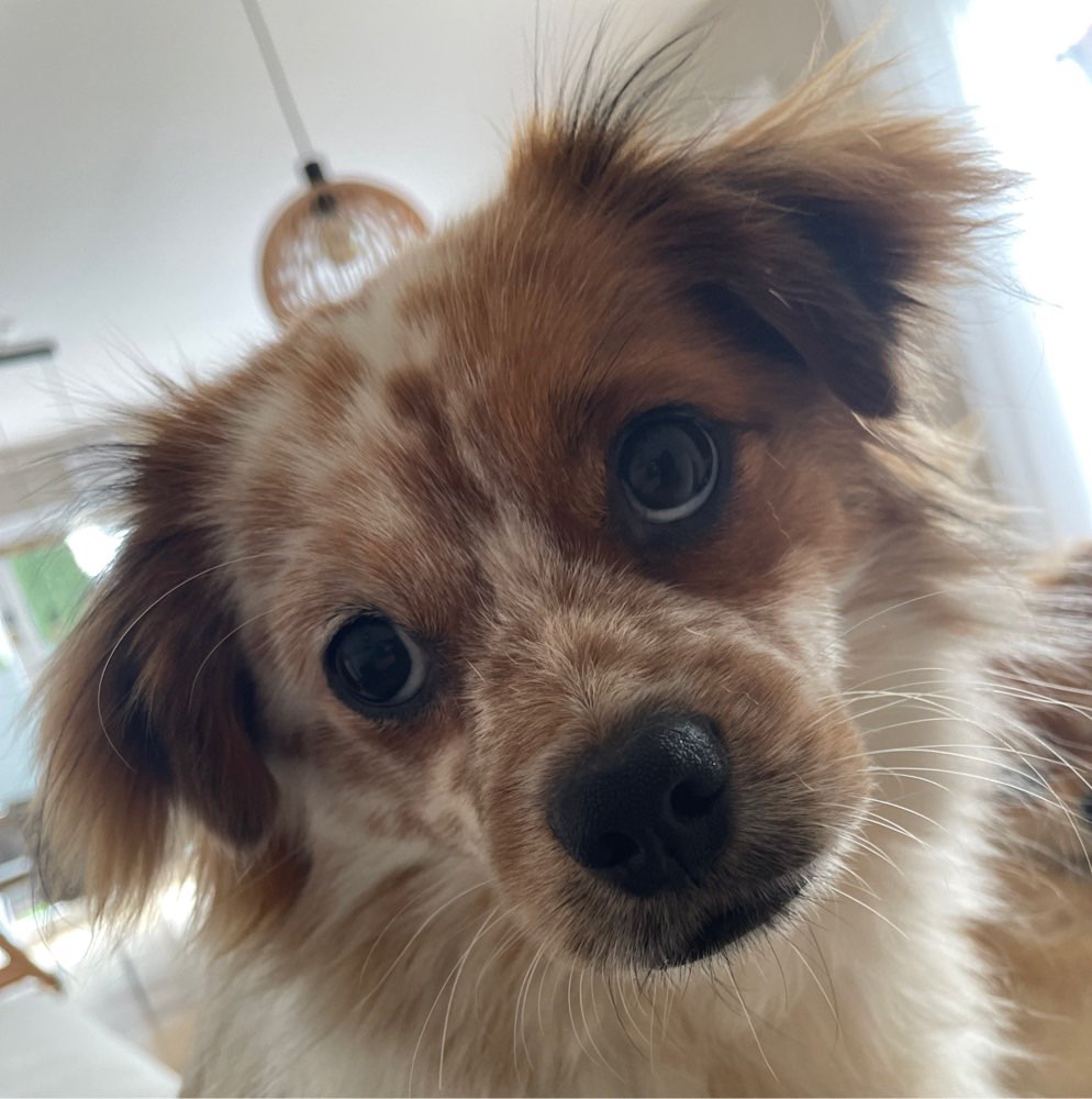 Hundetreffen-Trainingspartner für Hundebegegnungen und Spaziergänge-Profilbild