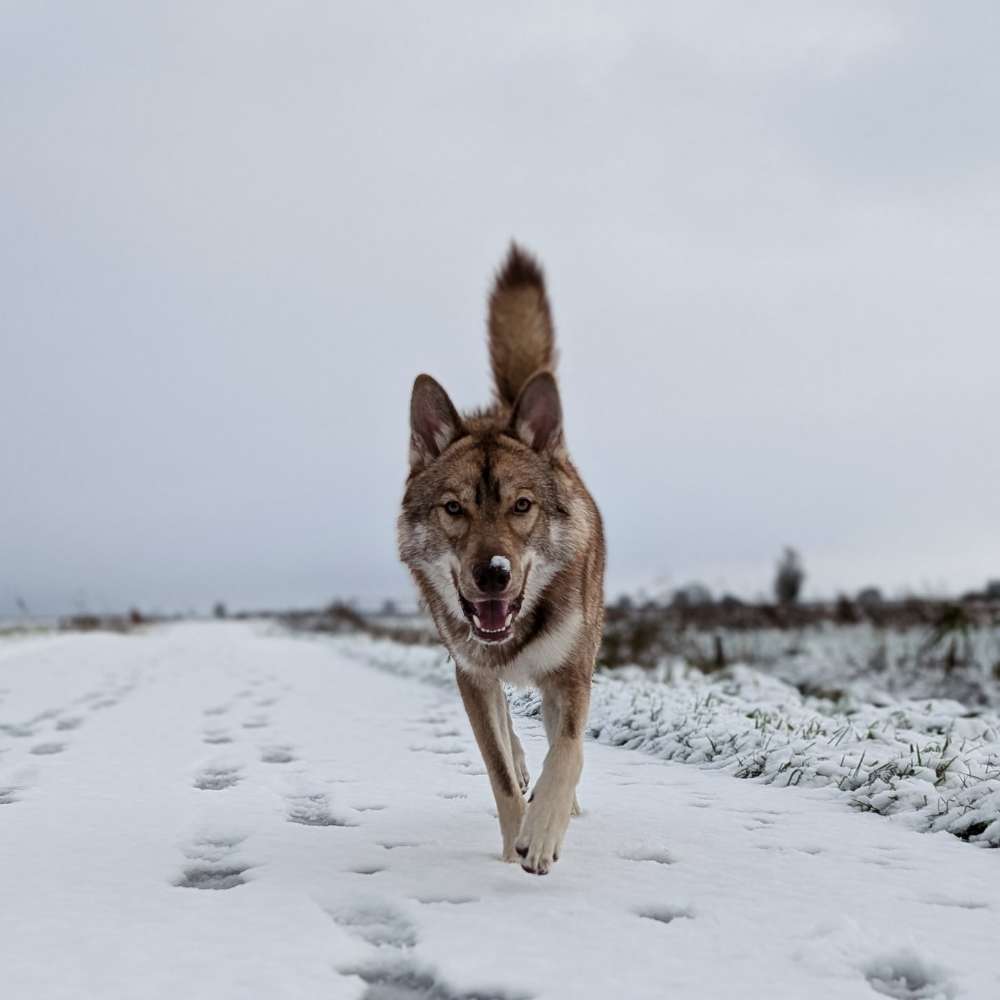 Hundetreffen-Hundefreunde für gemeinsame Spaziergänge und Spielstunden gesucht!-Profilbild