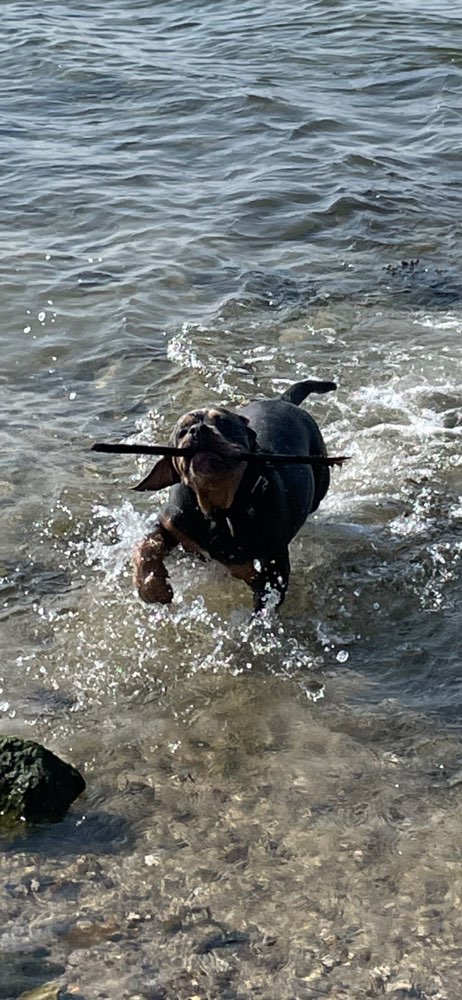 Hundetreffen-Spielrunde in und um Stralsund-Profilbild