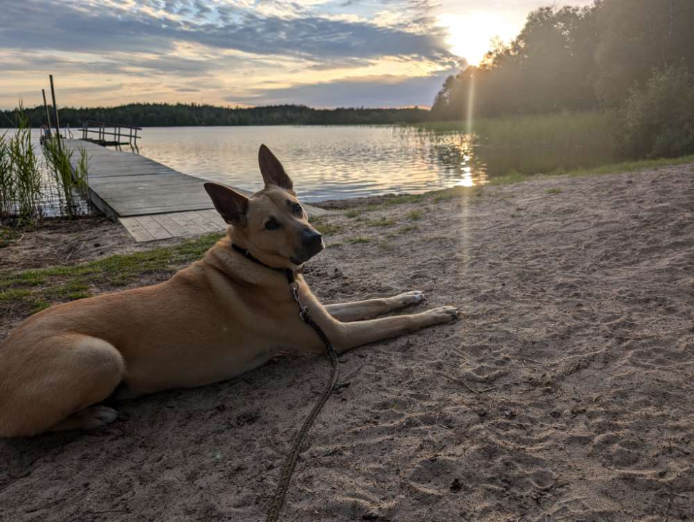 Hundetreffen-Gemeinsame Gassirunde / Socialwalk-Profilbild