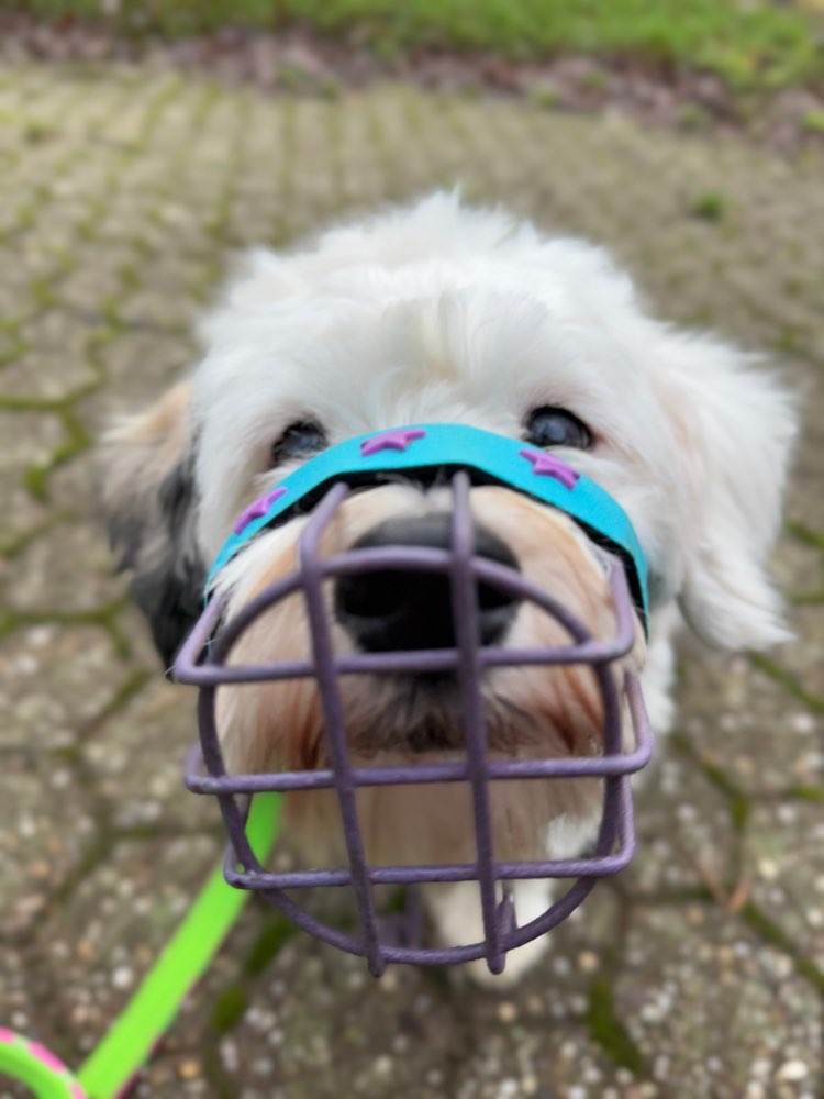 Hund mit passendem Maulkorb Banner