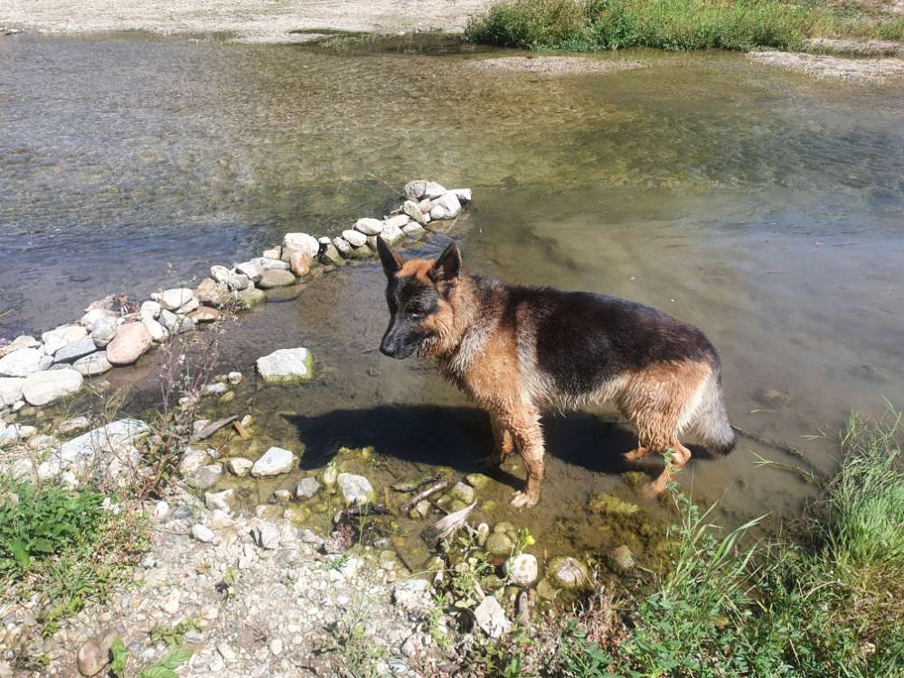 Hundetreffen-Suchen Spielgefährten-Profilbild