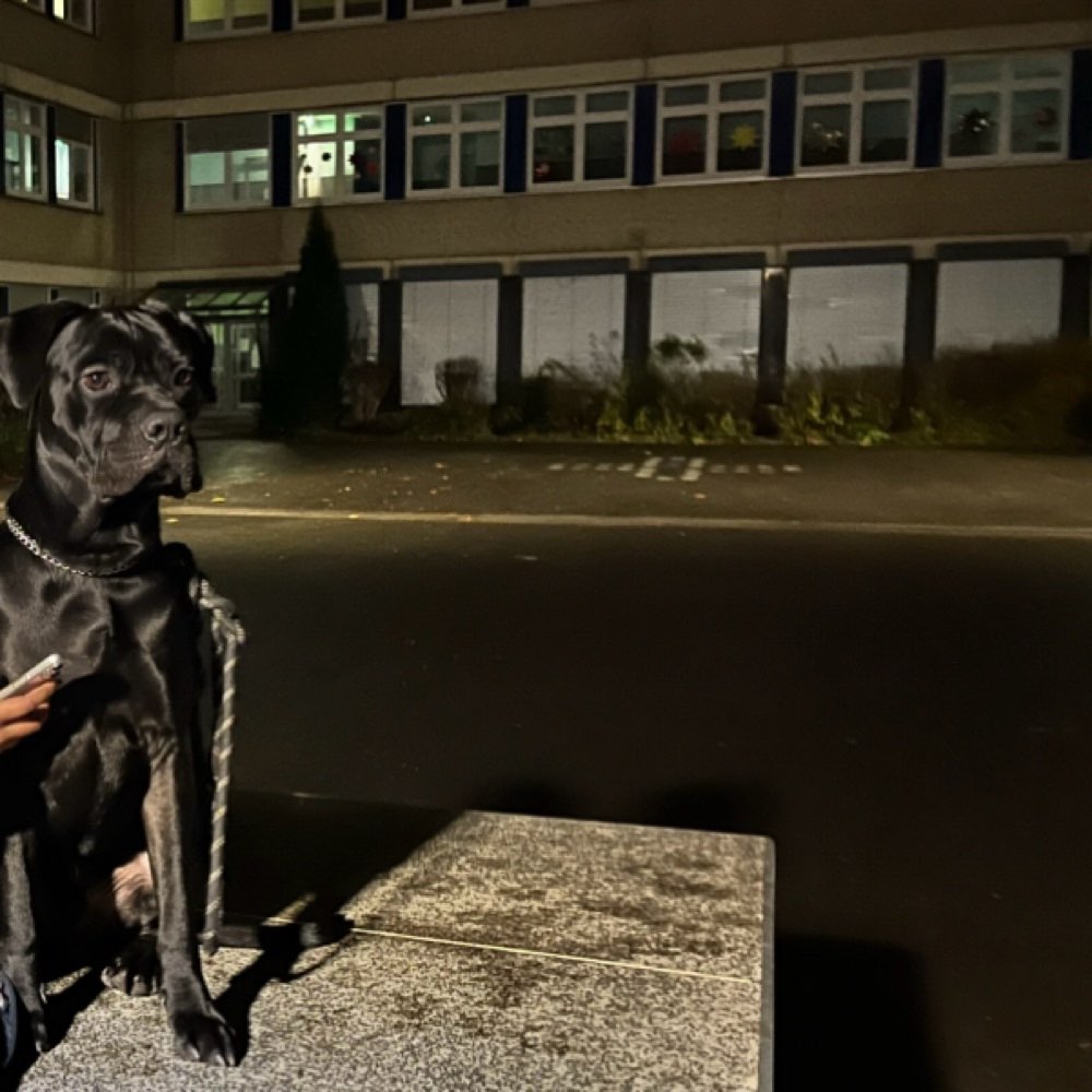 Ersteller:in Cane Corso Treffen Dortmund Profilbild