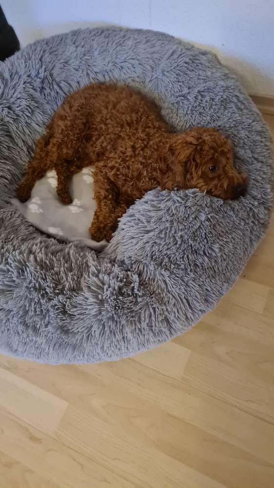 Hundetreffen-Gassi, Spielen und Toben mit ( am liebsten ) kleinen Hunden-Profilbild