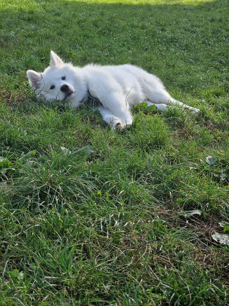 Hundetreffen-Junghunde-Profilbild