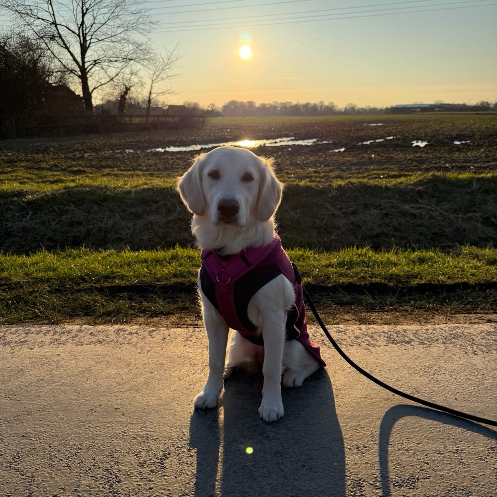 Hundetreffen-Gassi gehen, Playdate-Profilbild