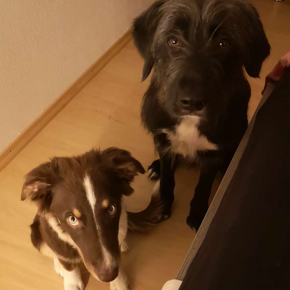 Hundetreffen-Gassi runden mit mehreren Hunden-Profilbild