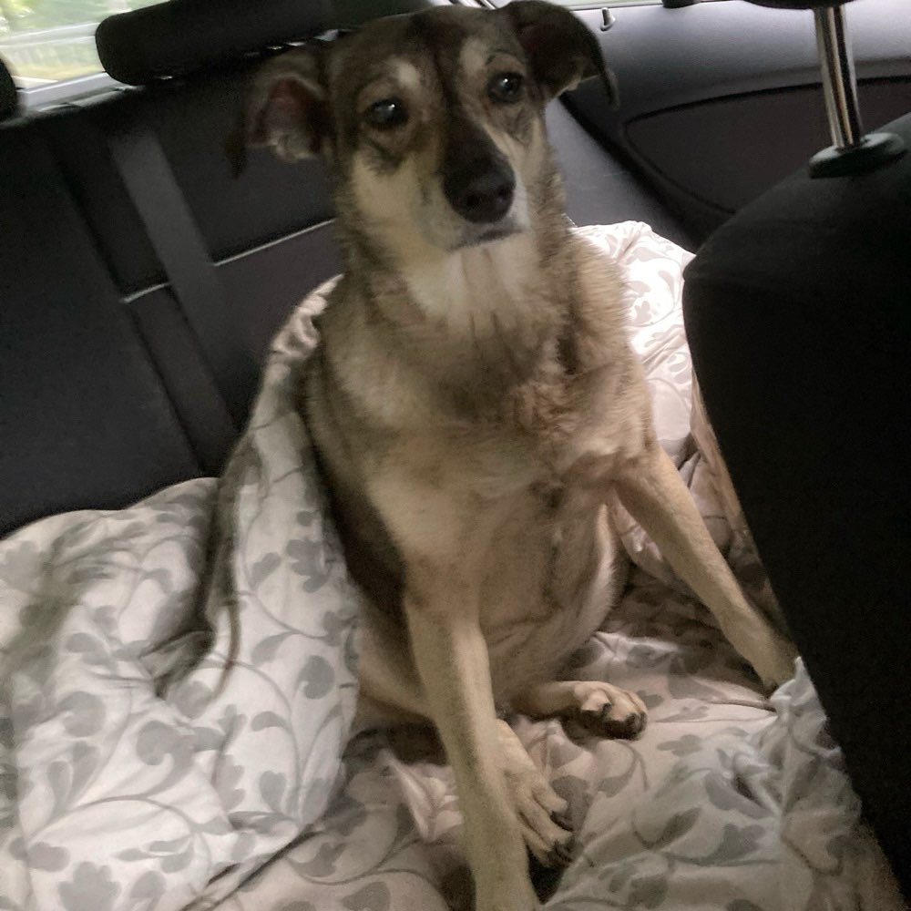 Hundetreffen-Liebe,ältere Hündin sucht vielfältige Kontakte-Profilbild