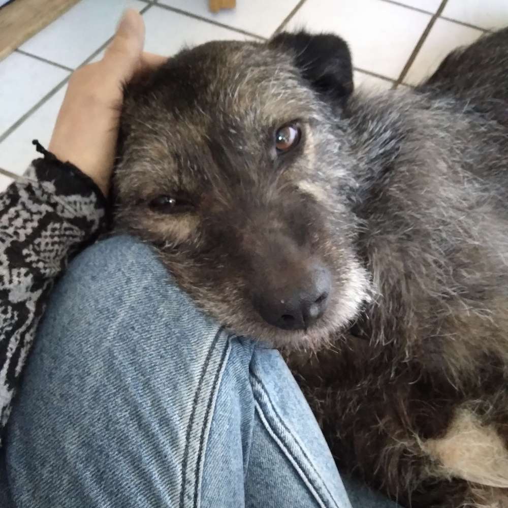 Hundetreffen-Spiel- und Spaziergehfreund*innen gesucht-Profilbild