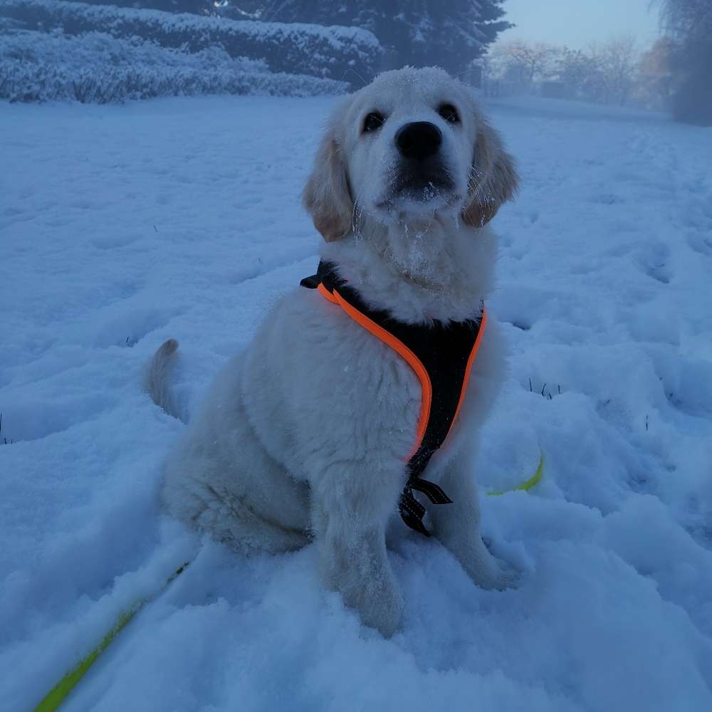 Hundetreffen-Welpen-und Junghundetreffen-Profilbild