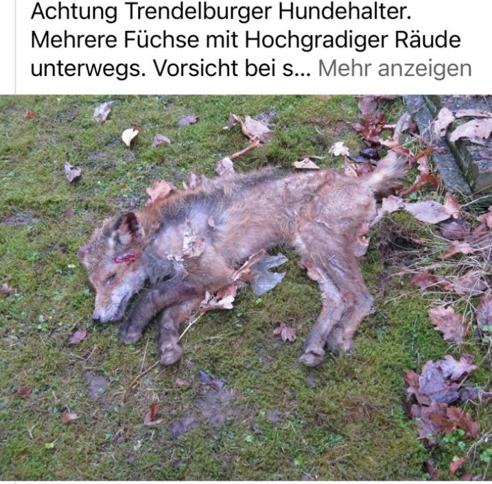 Giftköder-Räude-Profilbild