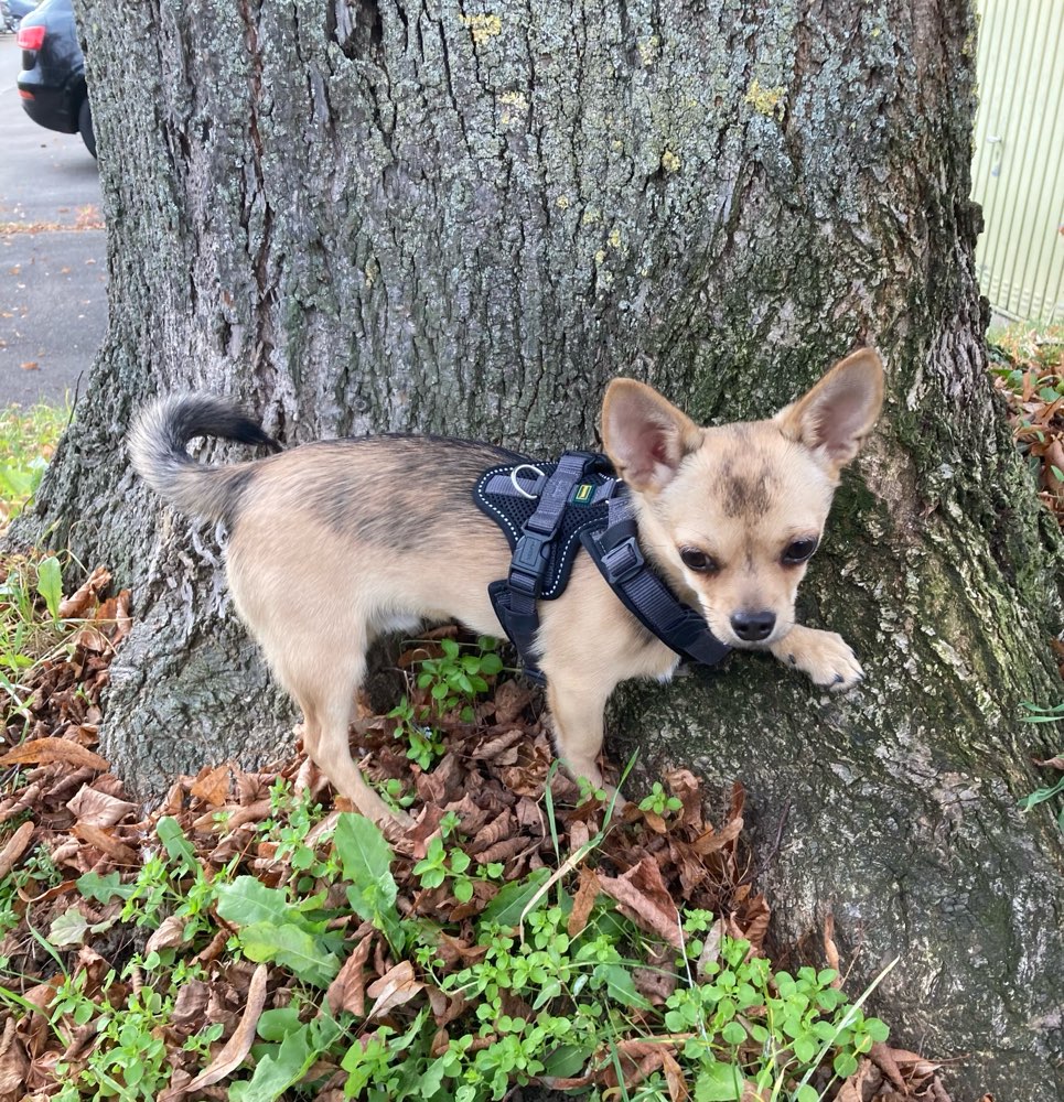 Hundetreffen-Social Walk mit evtl. Spielrunde für kleine und mittlere Hunde-Profilbild