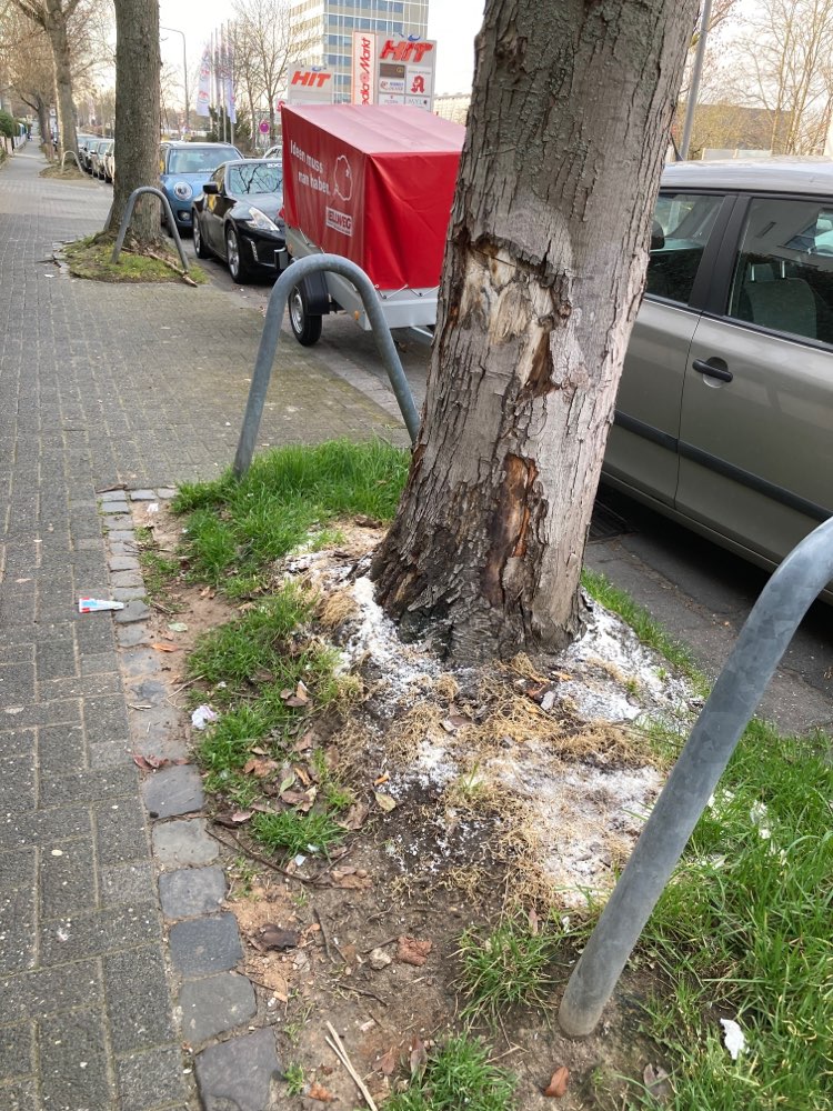 Giftköder-Vermute Birkenzucker-Profilbild