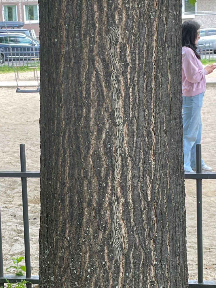 Giftköder-Eichenprozessionsspinner am Spielplatz-Profilbild
